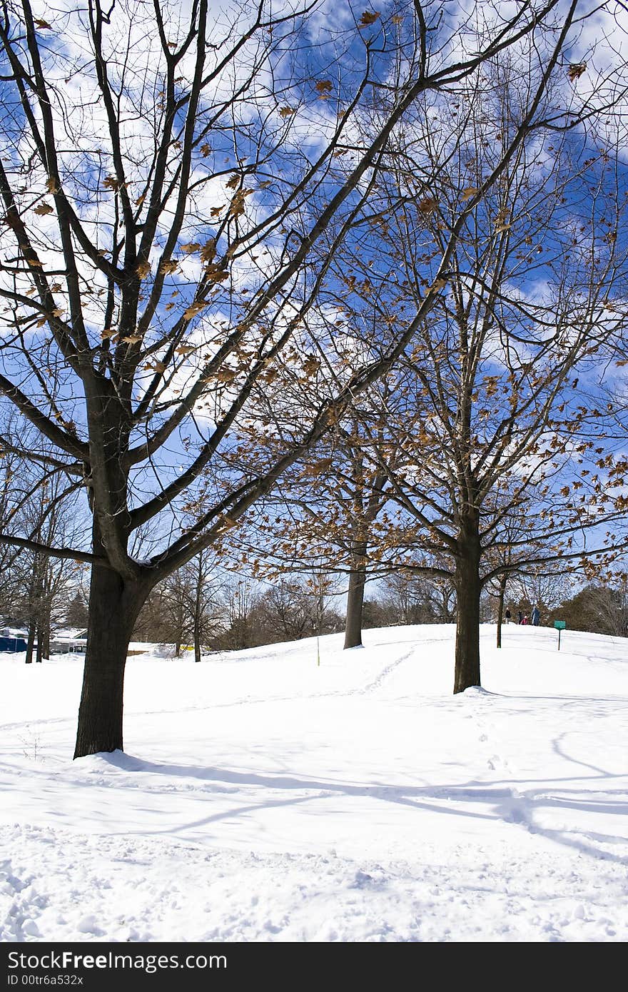 Naked trees in winter at the snowed field