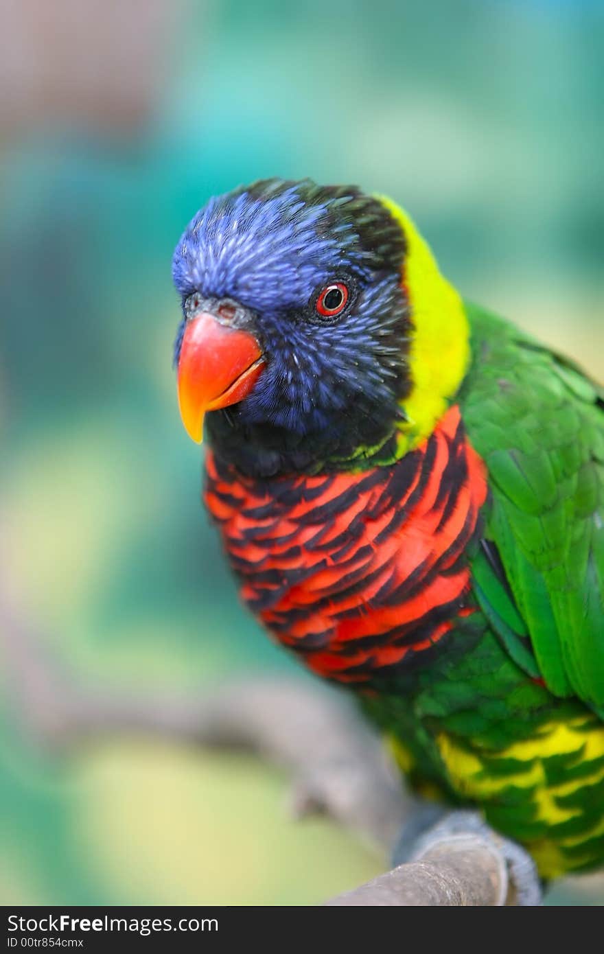 An image of a colorful parrot perching