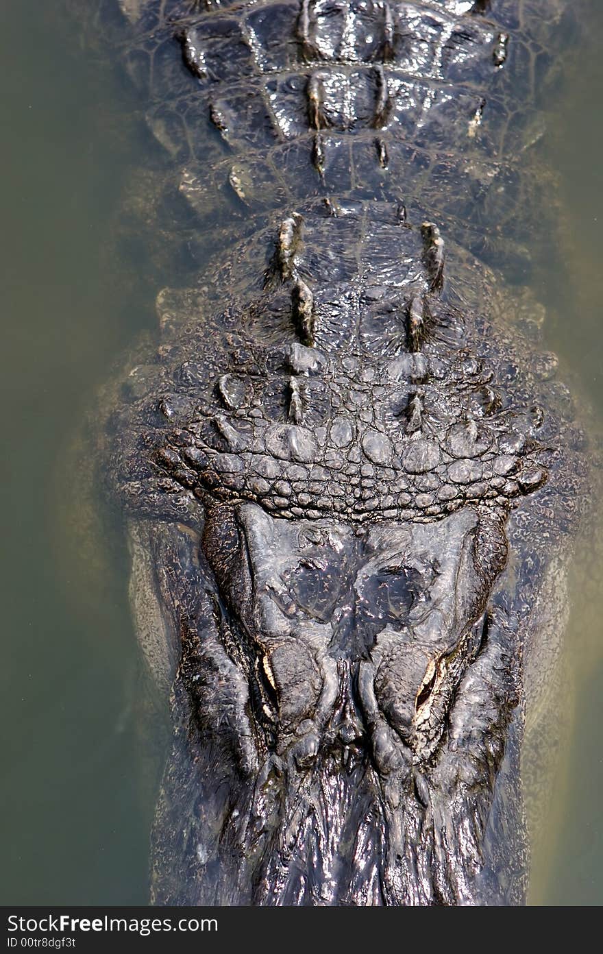 A aligator in the Florida swamp land