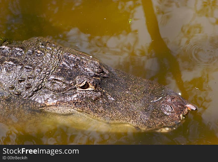 A aligator in the Florida swamp land