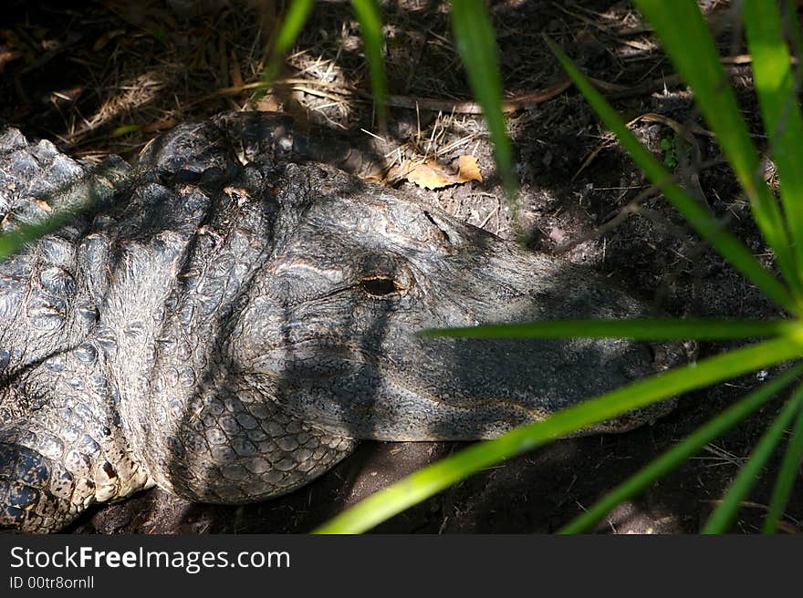 A female aligator in the Florida swamp land