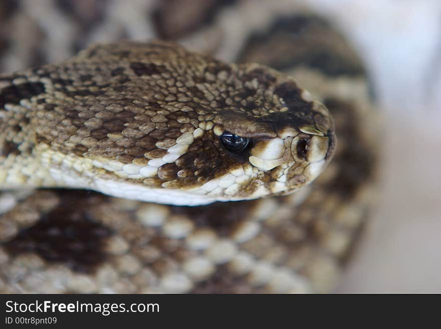 A coiled rattle snake ready to strike