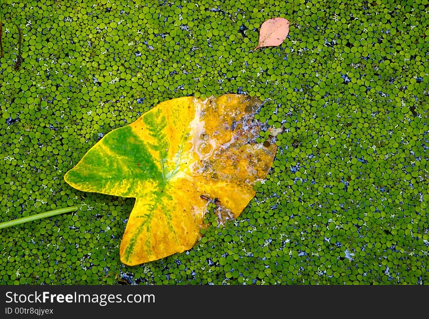 An image of a one in a million yellow leaf in with lots of green leaves abstract. An image of a one in a million yellow leaf in with lots of green leaves abstract