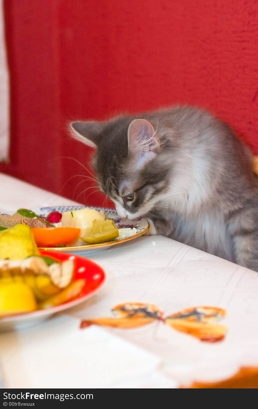 Small kitten steals fruits from plates on the table. Small kitten steals fruits from plates on the table