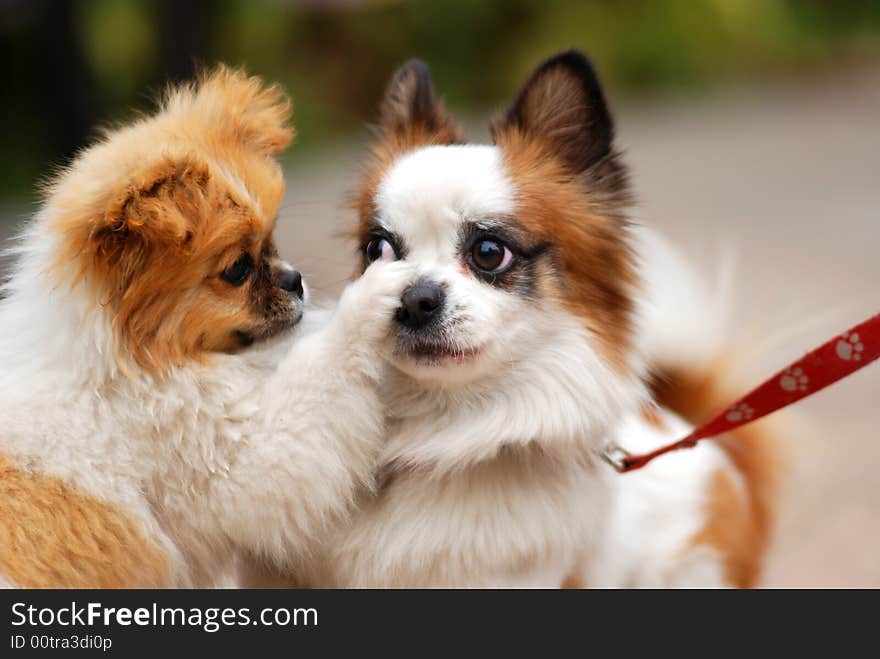 Bean put his paw on the nose of lily. Bean put his paw on the nose of lily.