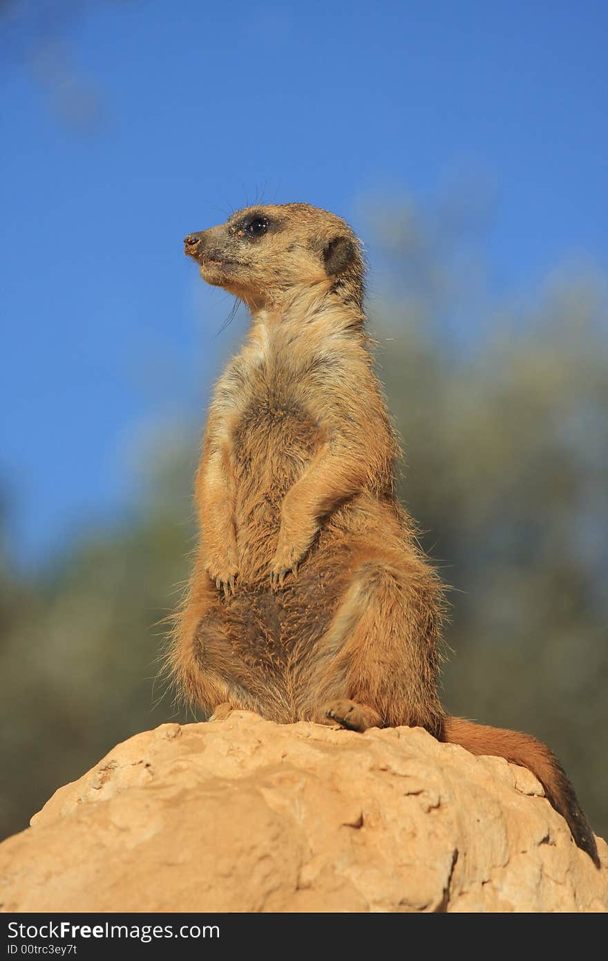 A view of a prairie dog standing on its hind legs on top of a rock or mound of dirt on a sunny day. A view of a prairie dog standing on its hind legs on top of a rock or mound of dirt on a sunny day.