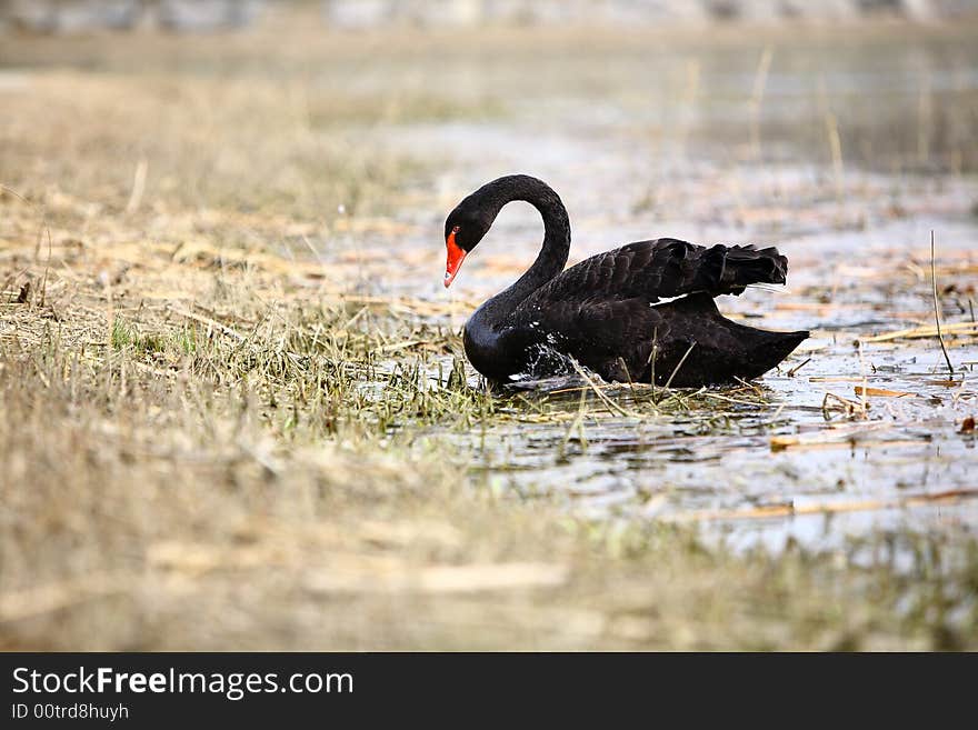 A black swan in the lake