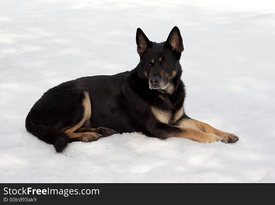 The sheep-dog lays on snow