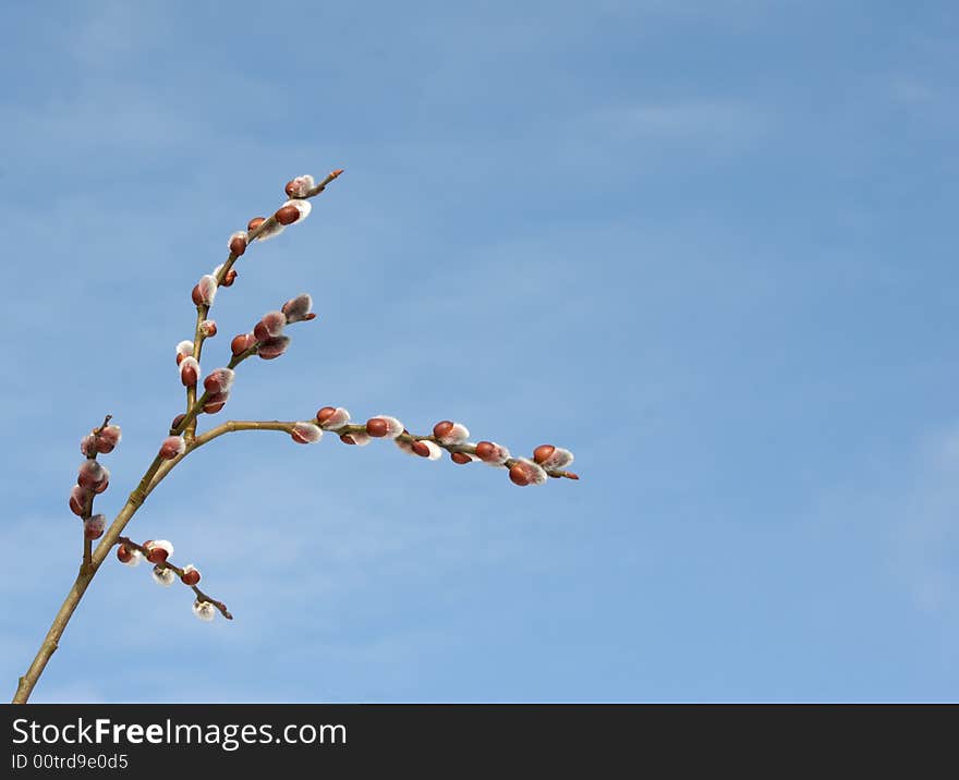 Branch of a willow on a sky background