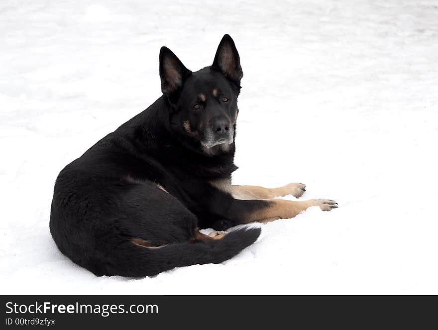 The sheep-dog lays on snow