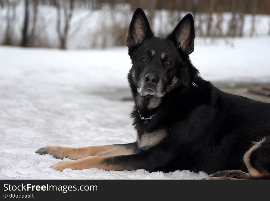 The sheep-dog lays on snow