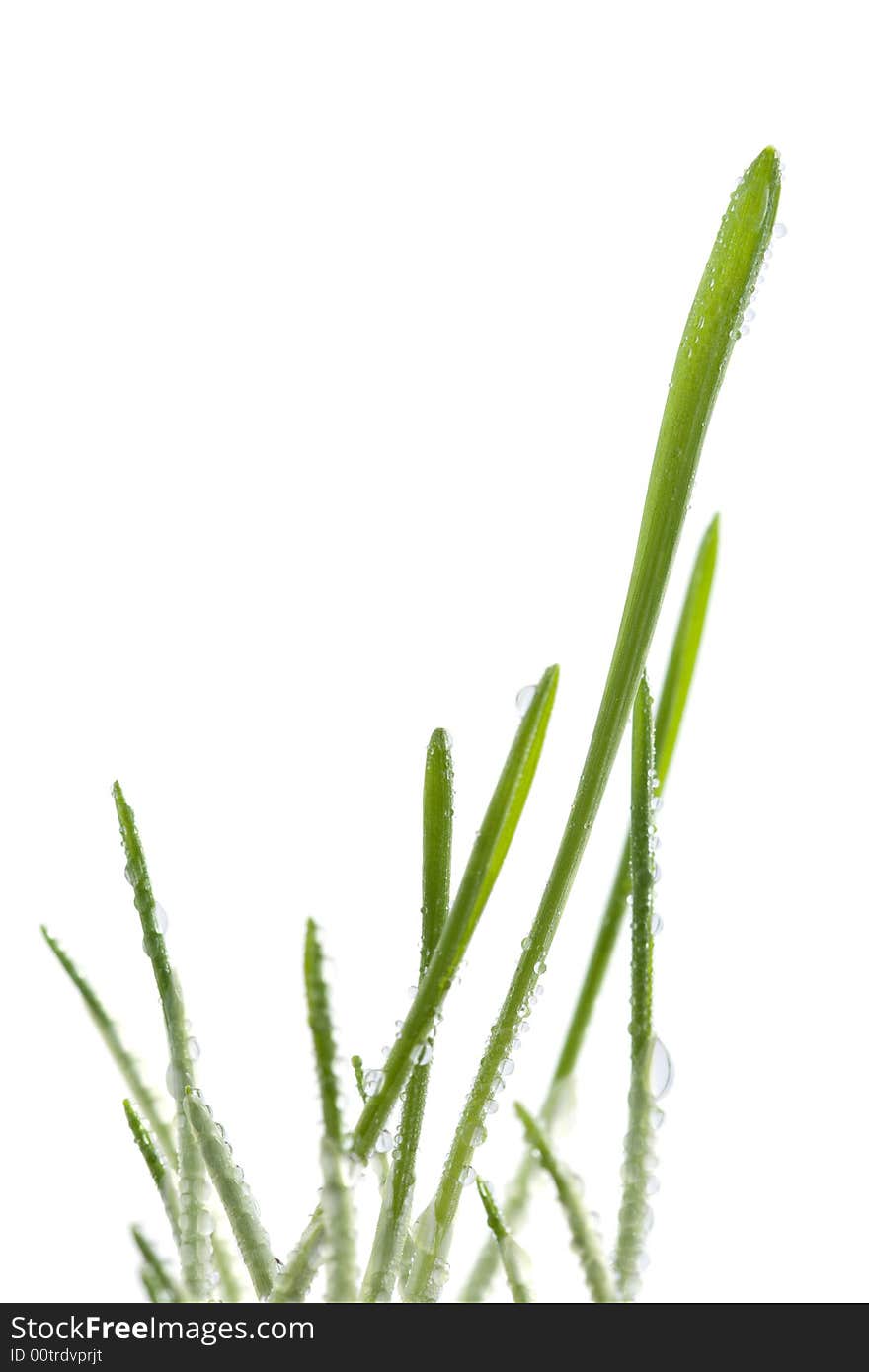 Fresh grass isolated on white