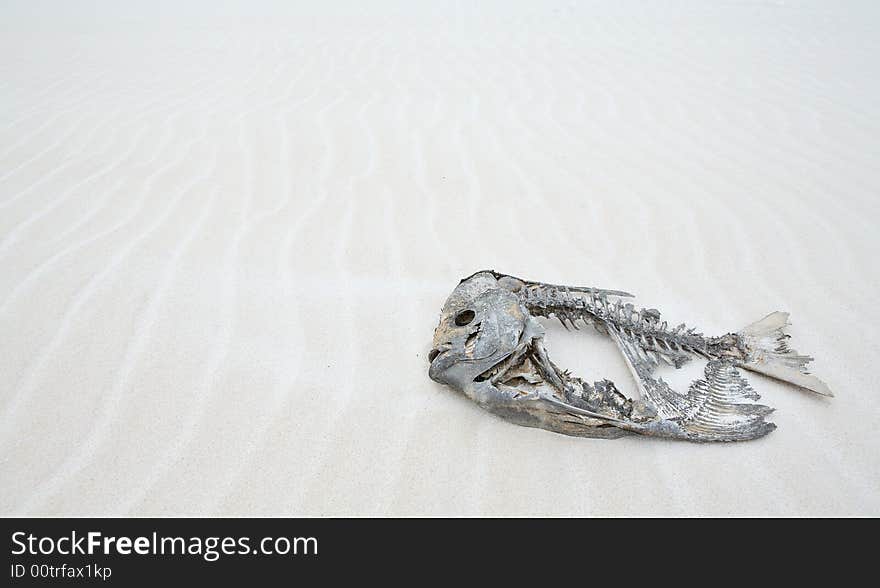 Dead fish in the white sand desert. Dead fish in the white sand desert