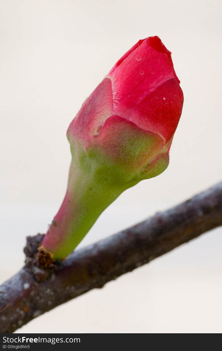 Close up to Chinese flowering apple