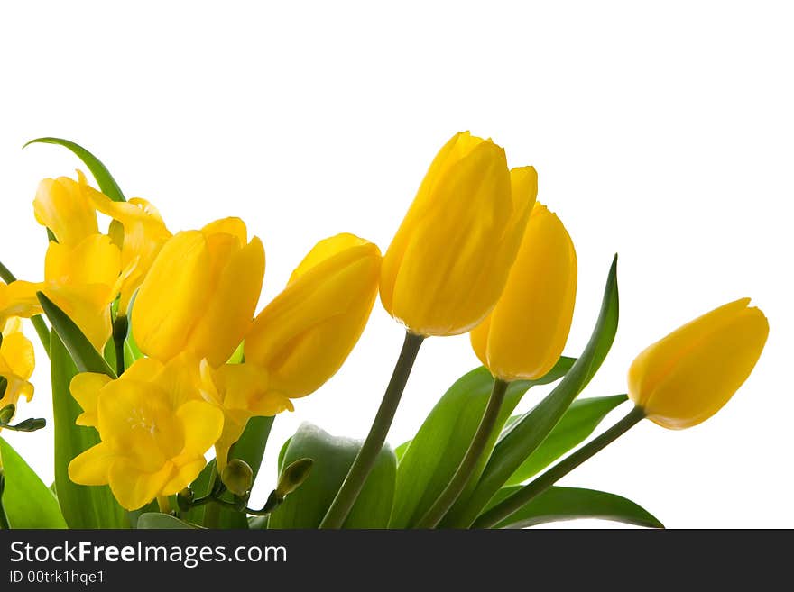 Yellow Tulips isolated on white