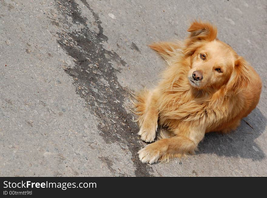 Red stray dog is lying in the street