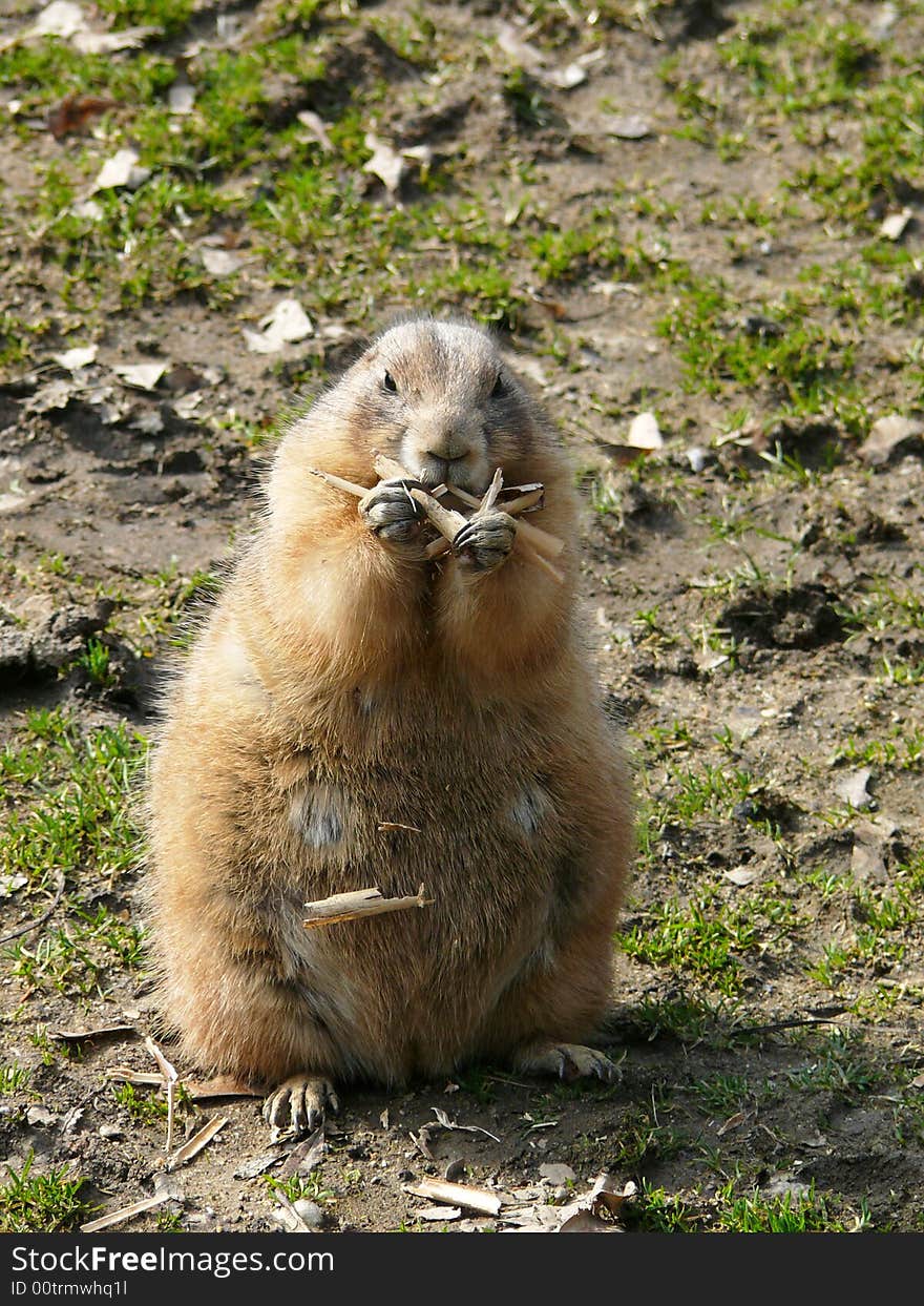 Black-tailed prairie-dog