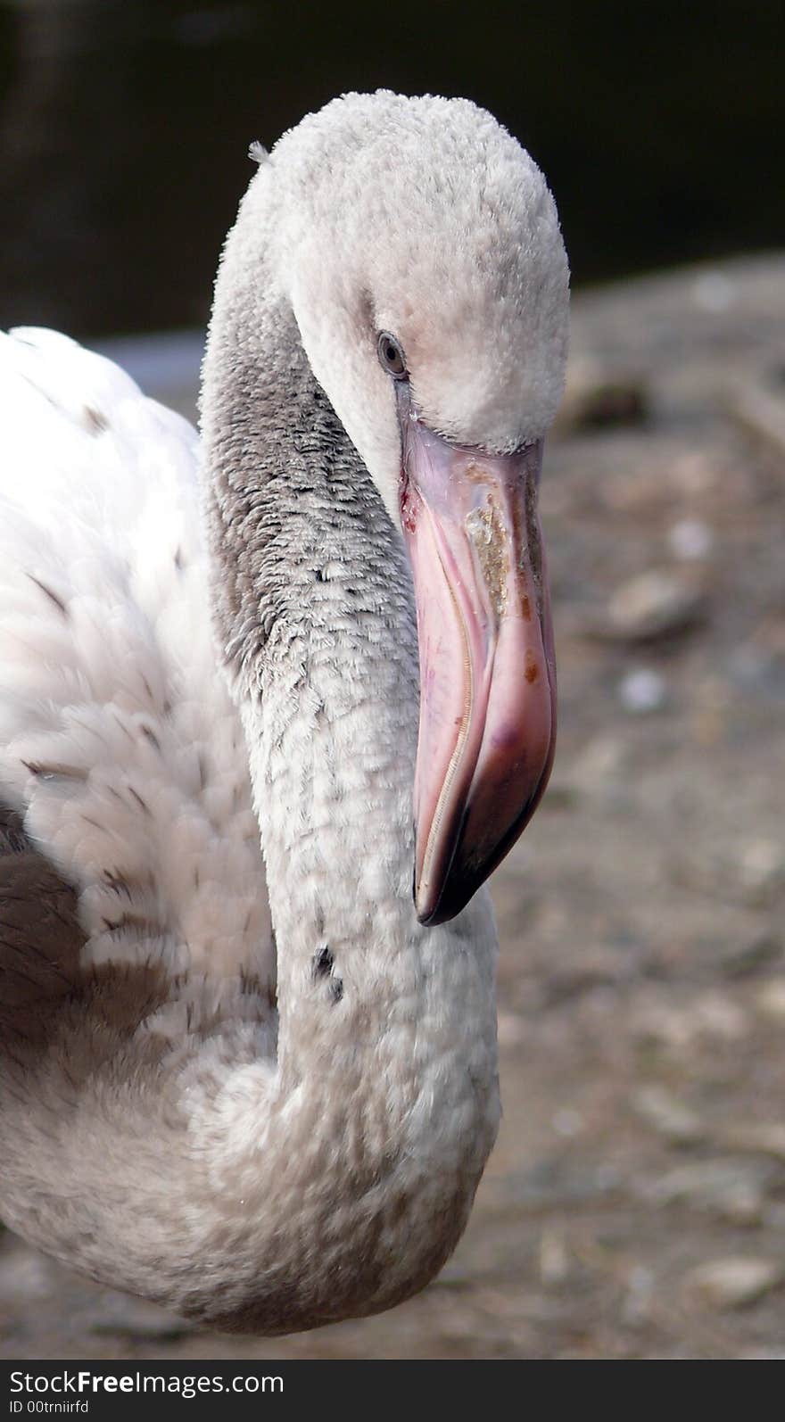 Closeup of young flamingo (Phoenicopterus ruber roseus) in zoo Jihlava in Czech republic