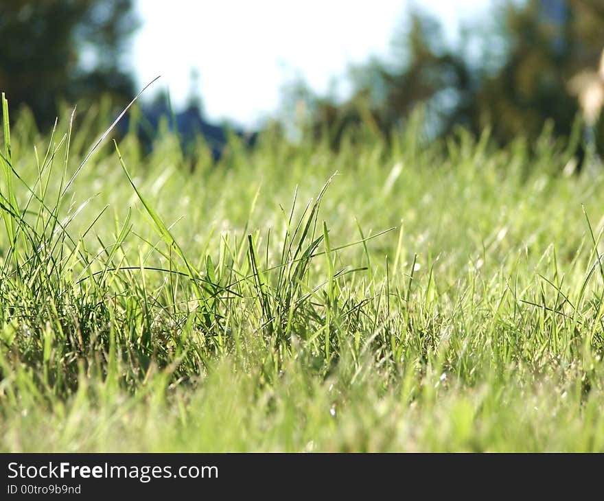 Fresh green grass