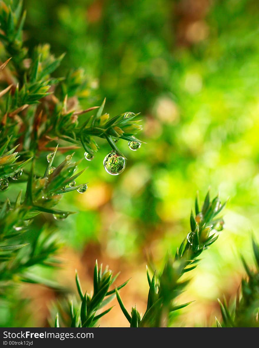 This is a shooting in the bushes after the rain macro photography, the use of the Olympus E-3 camera and ZD50 mm/f2 Lens. This is a shooting in the bushes after the rain macro photography, the use of the Olympus E-3 camera and ZD50 mm/f2 Lens.