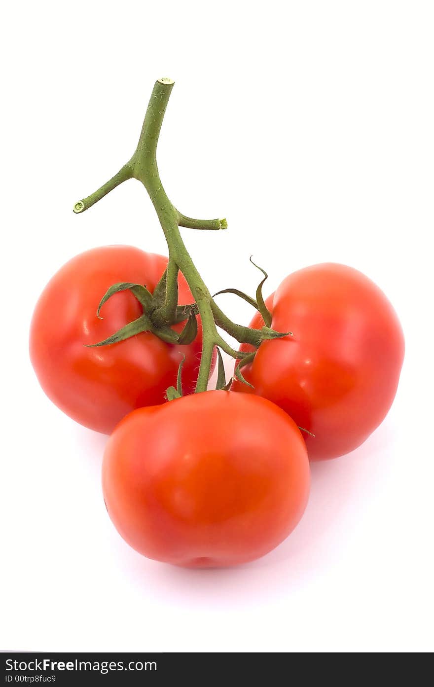 Three full red tomatoes on a branch.