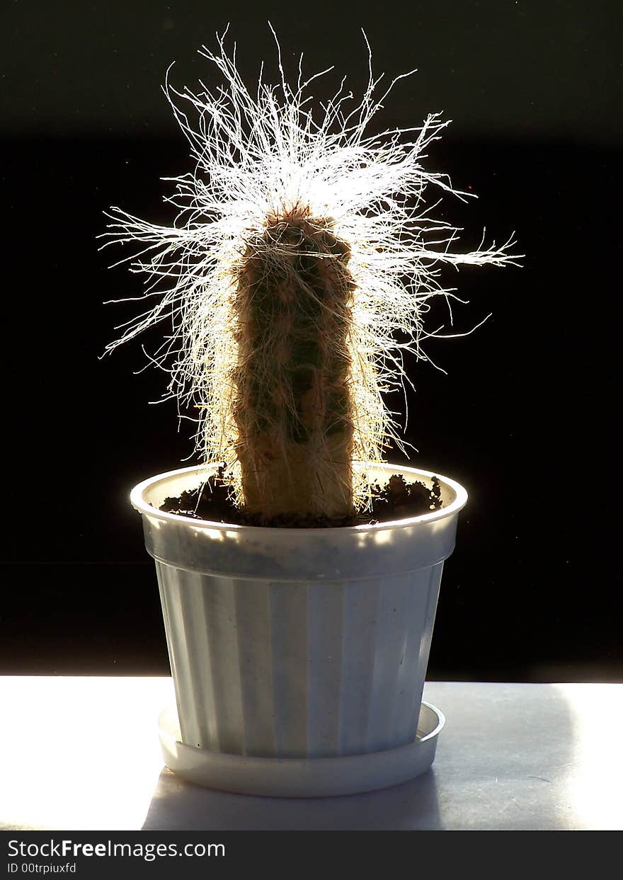 Funny hairy cactus with light shine in a vase