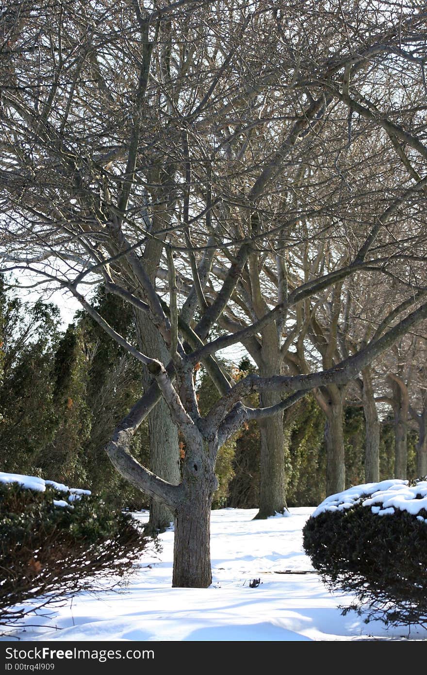 Twisted winter tree shot in Salem, Mass