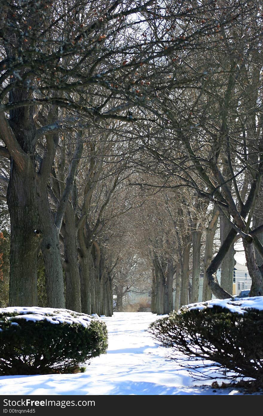 Winter wooded pathway