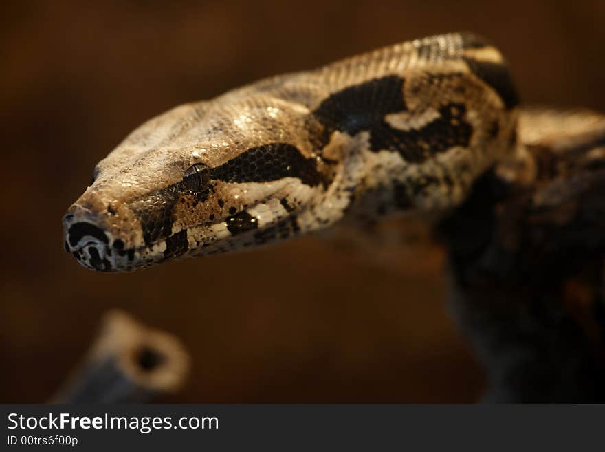 Boa Constrictor. Focus is on the eyes. Boa Constrictor. Focus is on the eyes