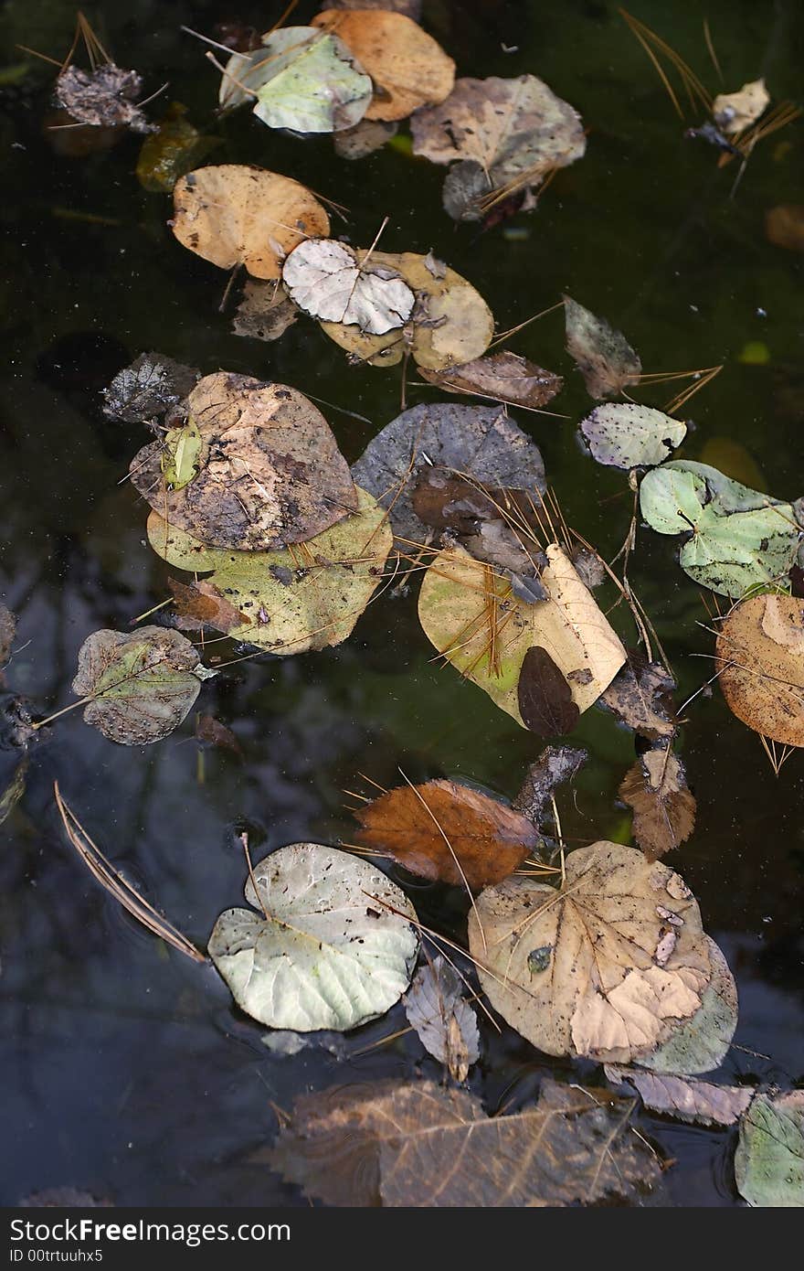 Autumn leaves on water 1