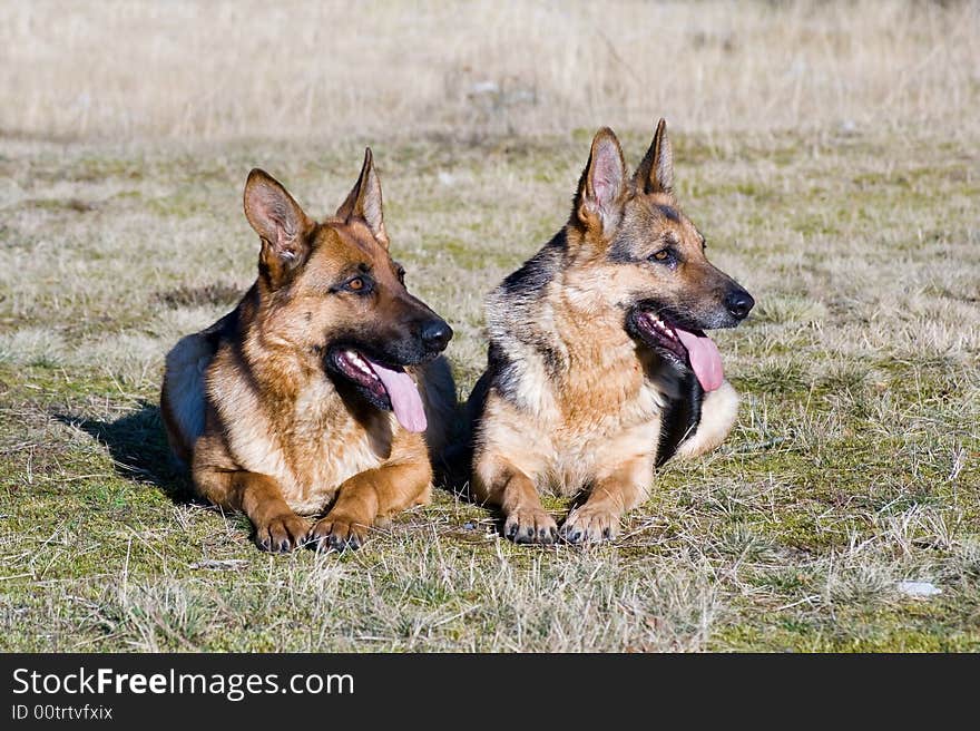 two Germany sheep-dogs