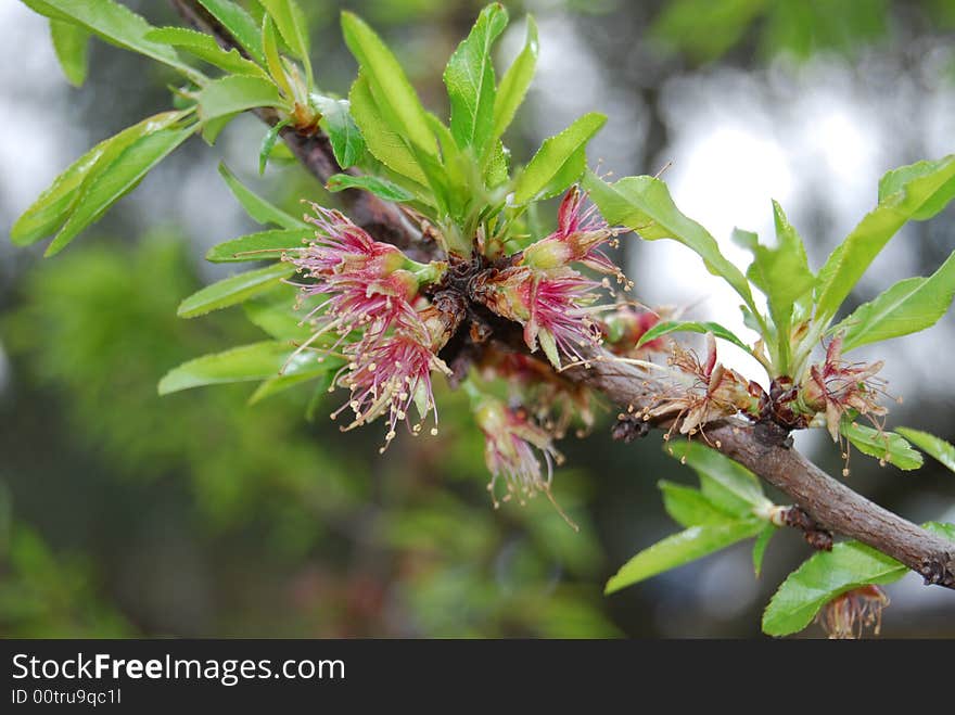 A peach branch with flowers and leafs. A peach branch with flowers and leafs