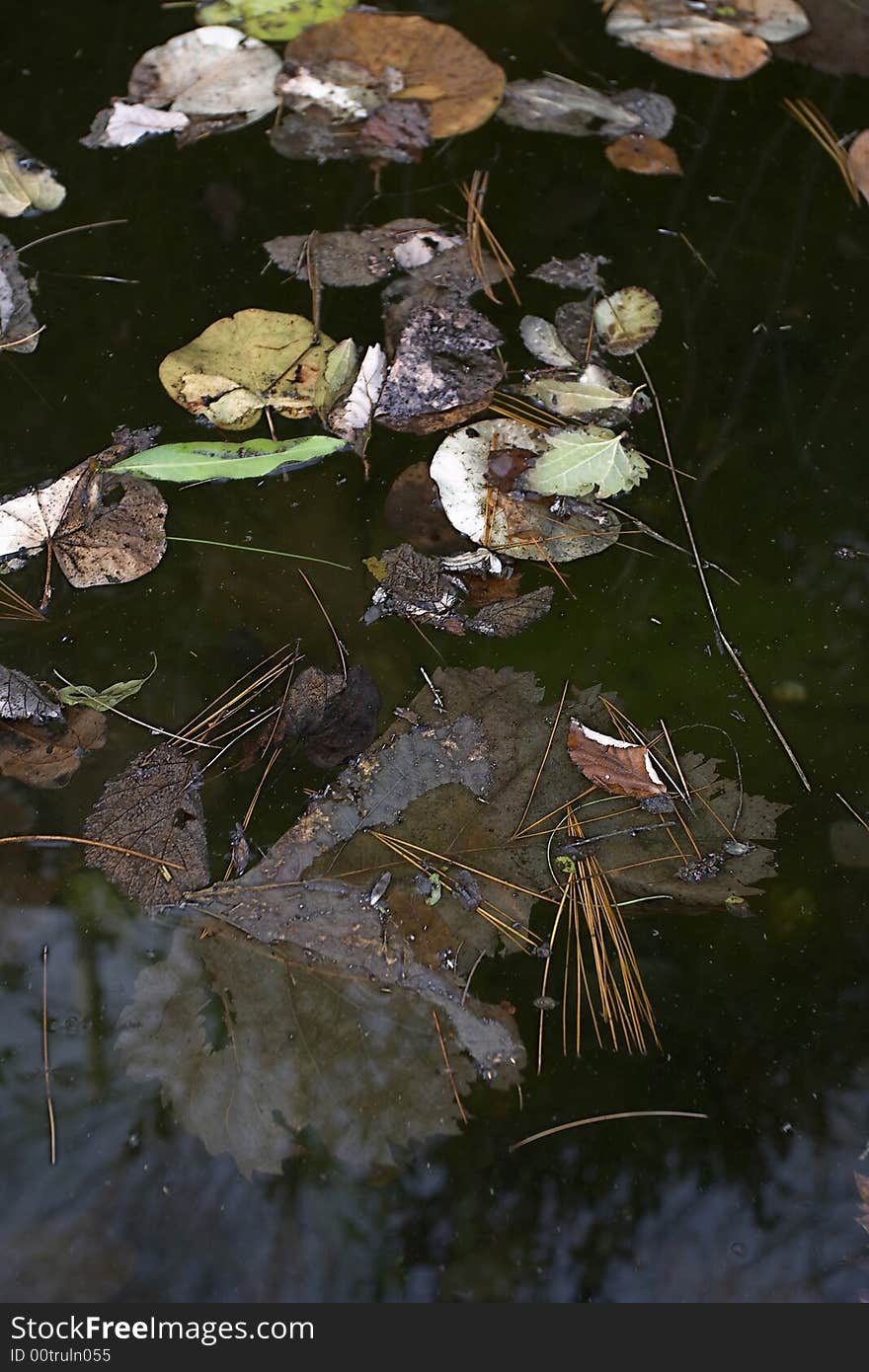 Autumn leaves on water 2