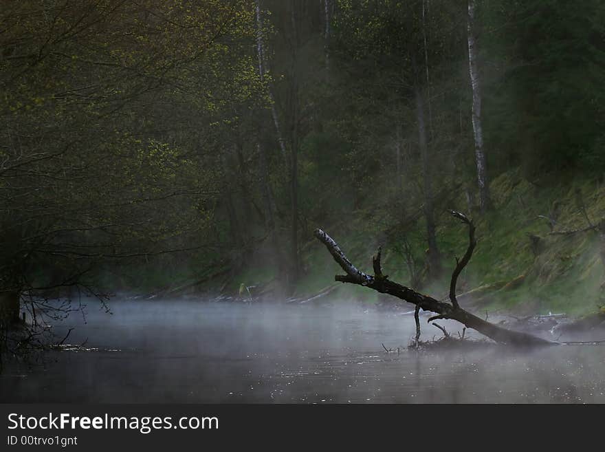 Bough in the water stream