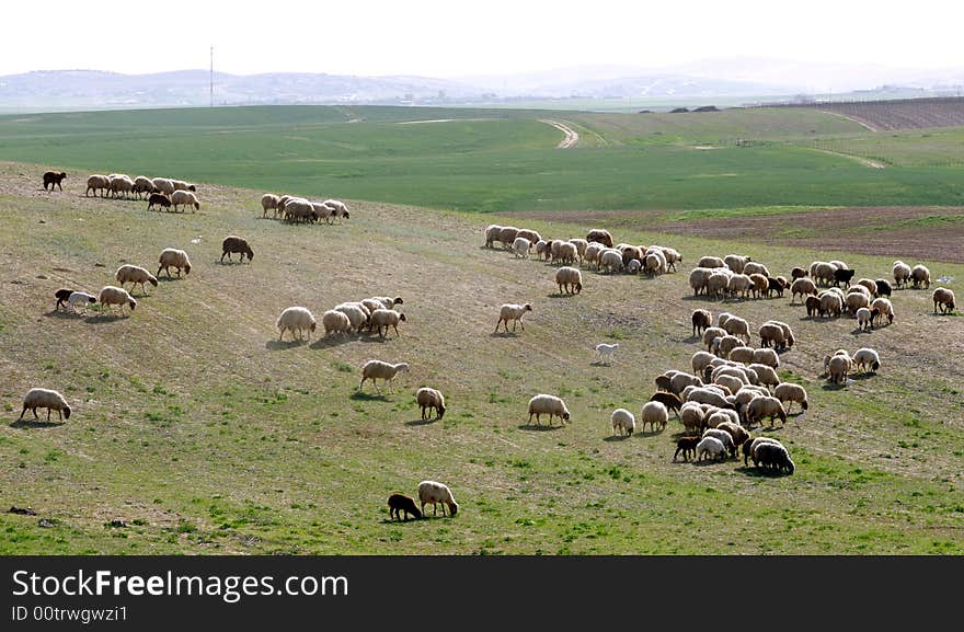 Shepherd riding a donkey leading sheep