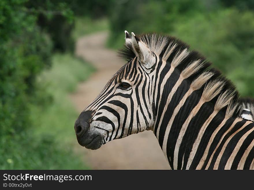 Zebra