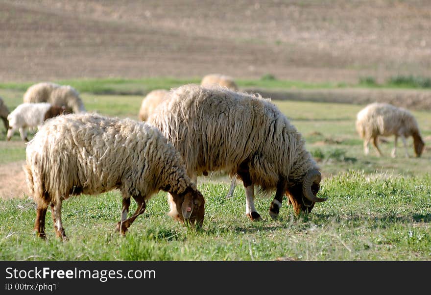 Grazing sheep eating grass at field