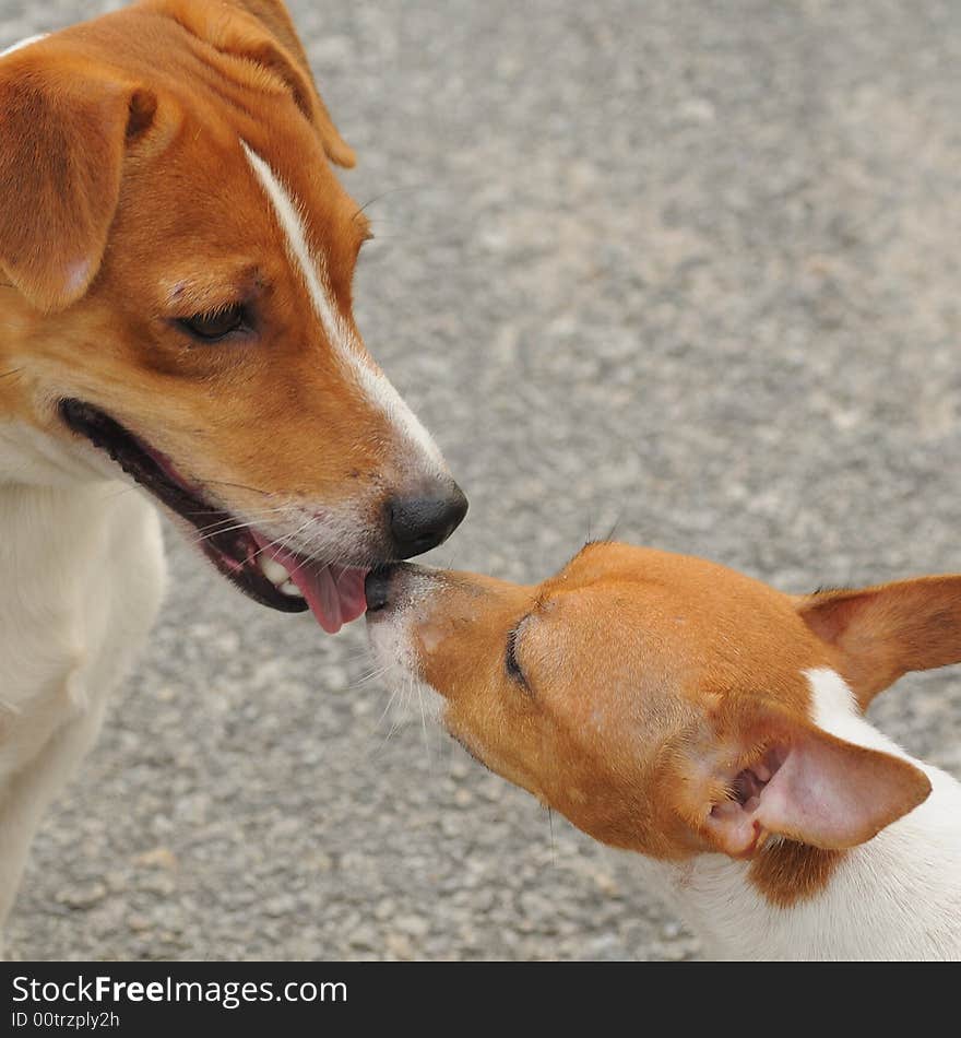 Two Jack Russell Making Contact