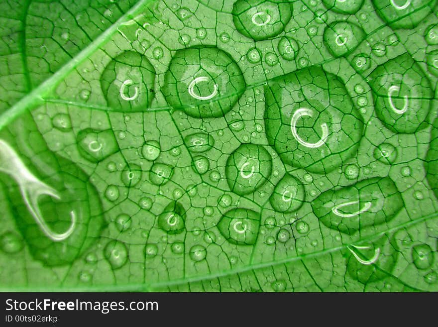 Dewdrops on a green leaf