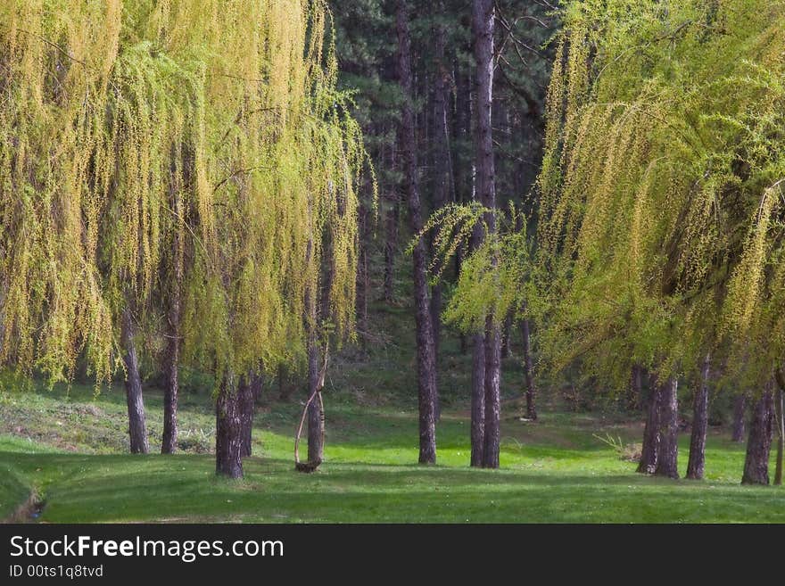 Weeping willow