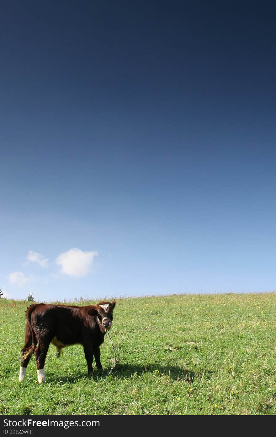 Cow on the chain