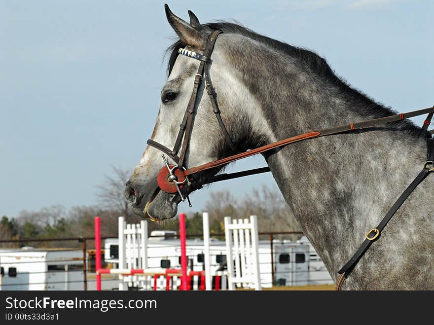 Dappled grey thoroughbred horse in briddle outdoors. Dappled grey thoroughbred horse in briddle outdoors.