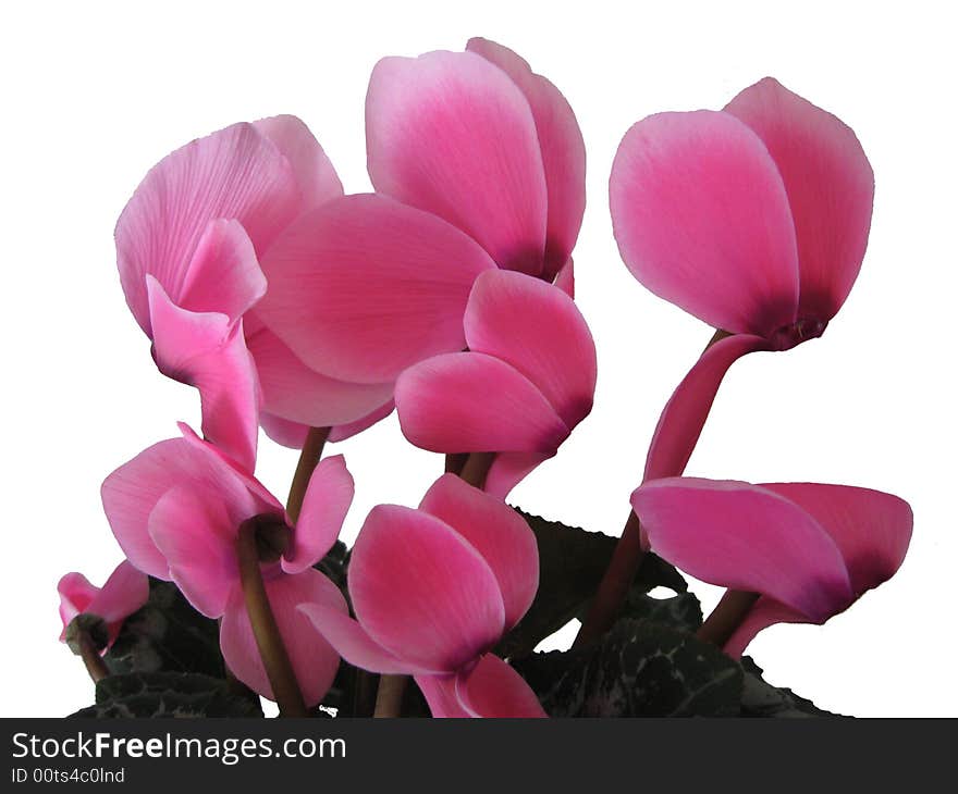 Cyclamen