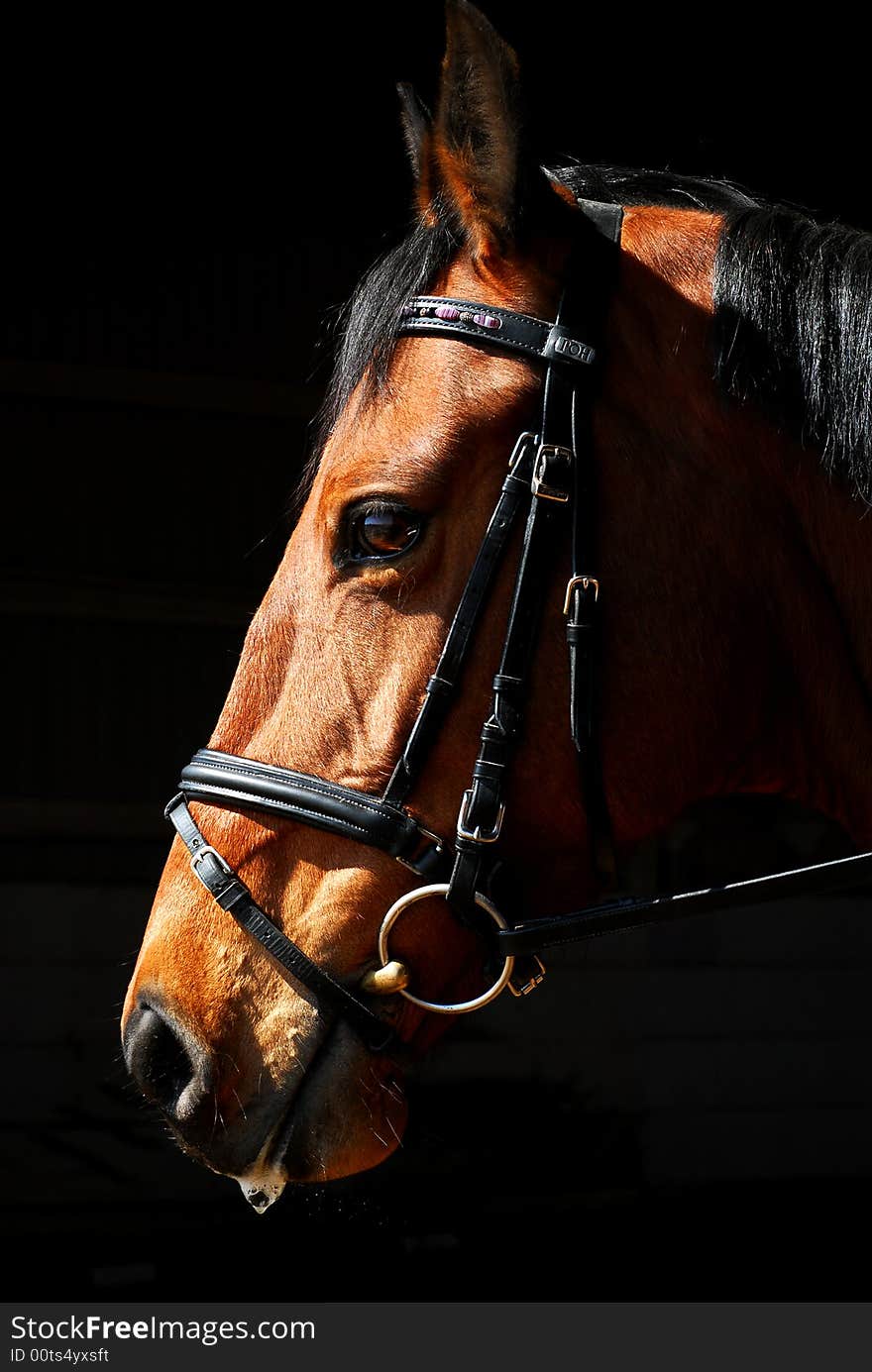 horse head isolated on black background. horse head isolated on black background.