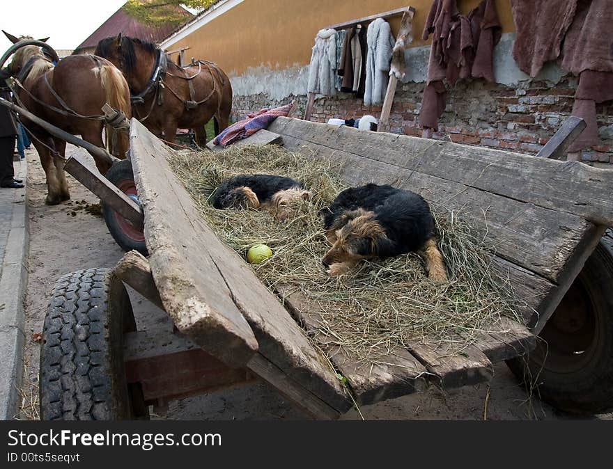 Sleepy dogs