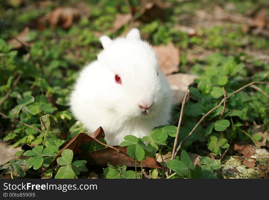 Lovable rabbit