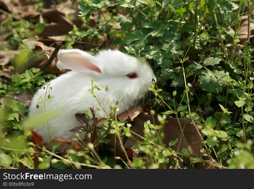 Lovable Rabbit