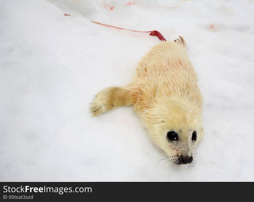 Newborn harp seal pup on ice of the White Sea. Newborn harp seal pup on ice of the White Sea