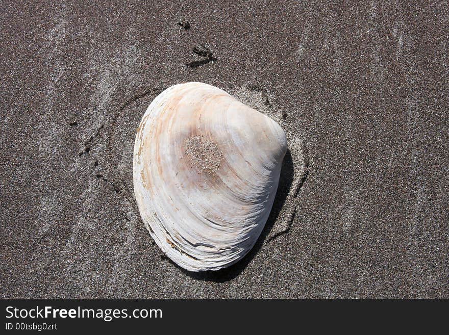 Seashell on a beach near New York City.