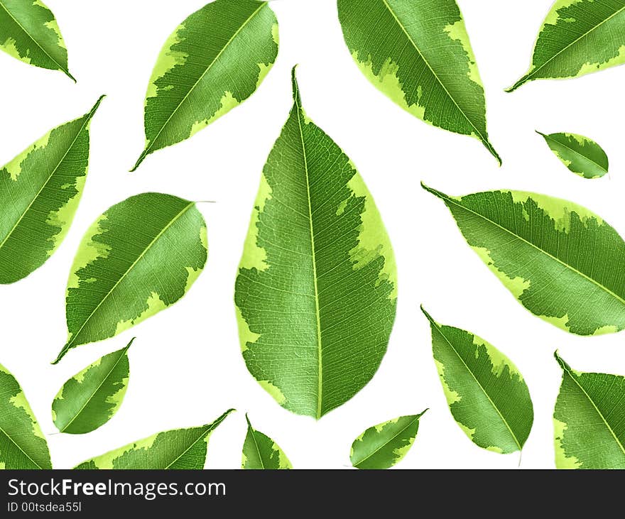 Healthy, green leaves on white background. Healthy, green leaves on white background